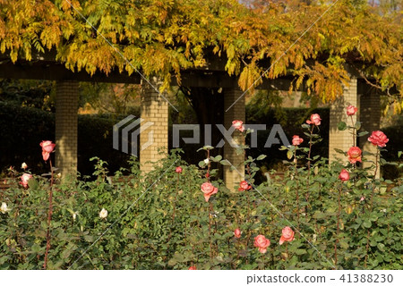 Rose garden of Jindai Botanical Garden 41388230