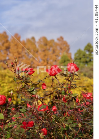 金代植物園玫瑰園 41388444