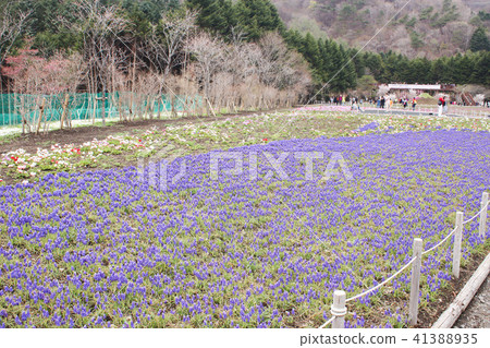 View of Group little mini blue muscaries flowers View of Group little mini blue muscaries flowers 41388935