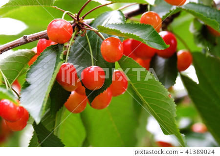 Cherries before harvest Cherries before harvest 41389024