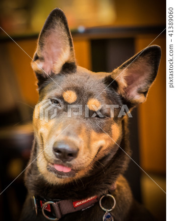 每天用甜美笑容迎接客人的店長狗 41389060