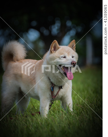 開心滿足出遊的老帥柴 41389065