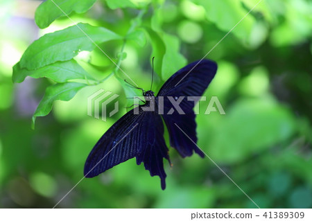 Butterfly -27 Butterfly -27 41389309