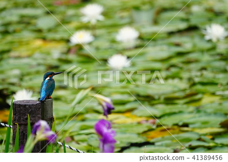Kingfisher 41389456