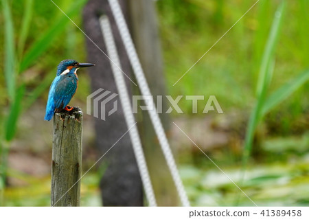 Kingfisher 41389458