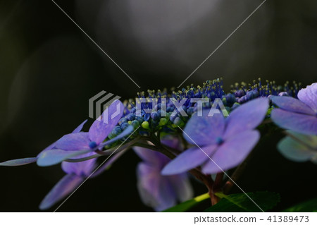 Hydrangea Hydrangea 41389473