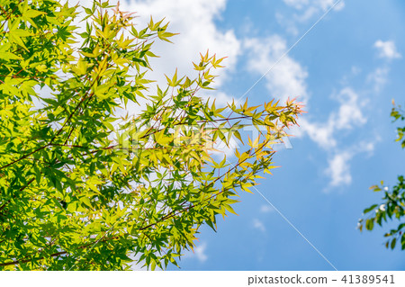 新的綠色形象 41389541