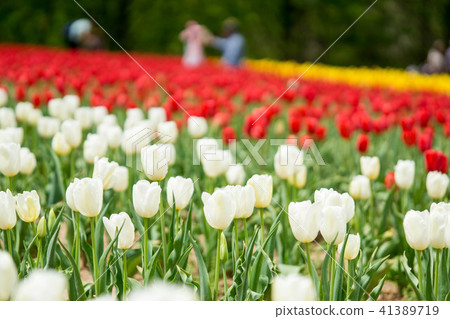 Tulip 21 Tulip 21 41389719