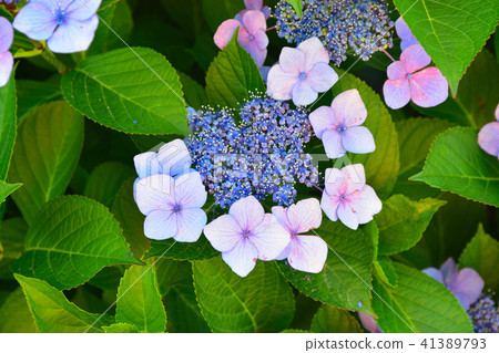  Gaku hydrangea 41389793