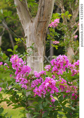 Salisbury Salisbury 41389969