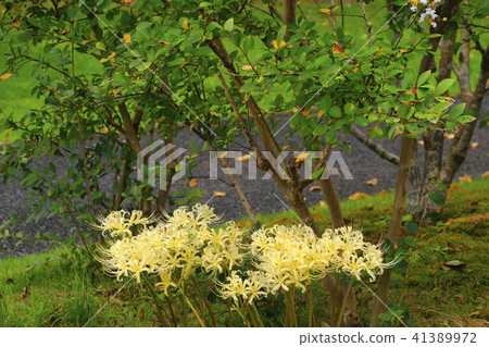 Cluster amaryllis Cluster amaryllis 41389972