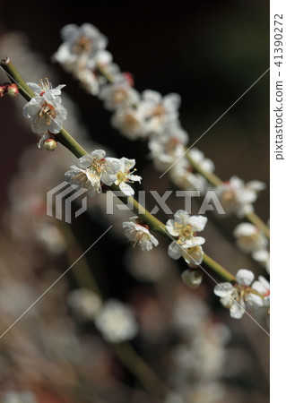 李子 李子 41390272