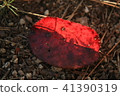 落葉 41390319