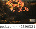 香色的葉子 41390321