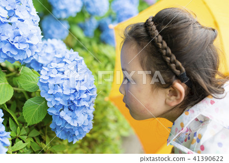 Hydrangea and girls 41390622