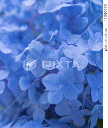 藍色繡球花 41390669