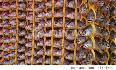 Dried fishing hanged in rows, South Korea. Dried fishing hanged in rows, South Korea. 41391600