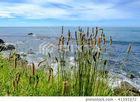 Seascape of South Island, New Zealand Seascape of South Island, New Zealand 41391872