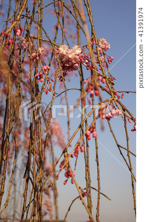 Cherry blossom in spring time Cherry blossom in spring time 41391974