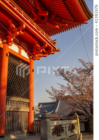 Ancient temple with cherry flowers Ancient temple with cherry flowers 41391976