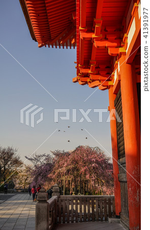 Ancient temple with cherry flowers Ancient temple with cherry flowers 41391977