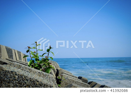 開花在海岸的花 開花在海岸的花 41392086