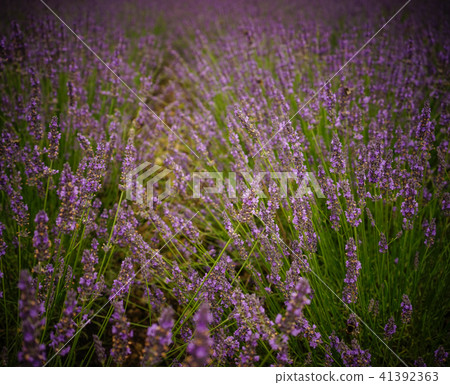 Lavender flower field in summer day Lavender flower field in summer day 41392363