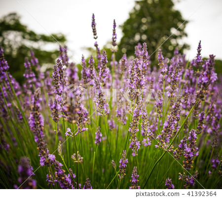 Lavender flower field in summer day 41392364