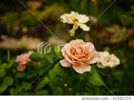 Rose flower at botanic garden 41392374
