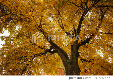 Autumn garden in Moscow, Russia Autumn garden in Moscow, Russia 41392666