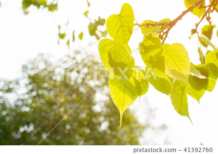 Green leaf Pho leaf, Bo leaf have v-shape or heart 41392760