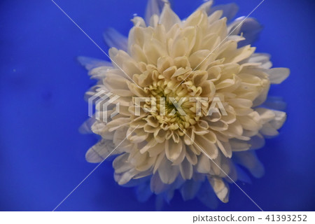 Dahlia Dahlia 41393252