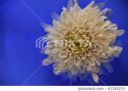 大麗花 大麗花 41393253