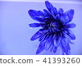 大麗花 41393260