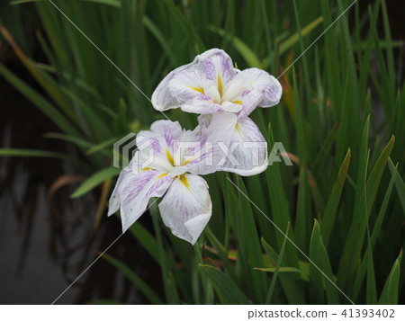 花葫蘆2018-2 41393402