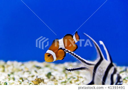 Aquarium fishes in salt water 41393491