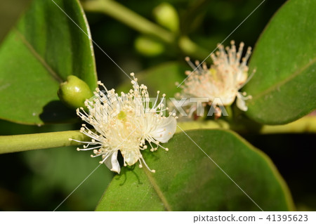 Guava flower Guava flower 41395623