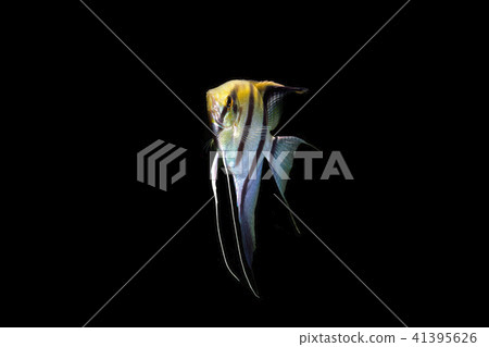Angelfish  41395626