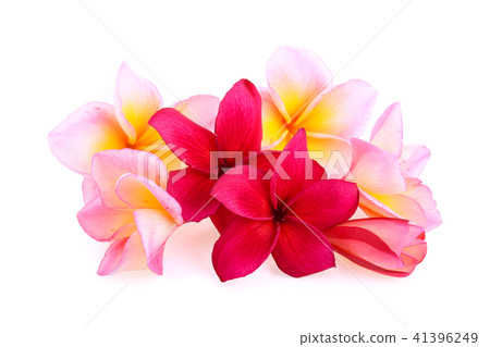 frangipani flowers isolated on white background 41396249