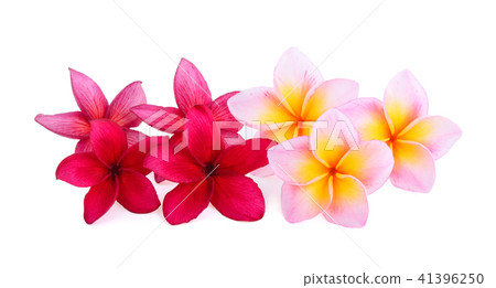 frangipani flowers isolated on white background 41396250