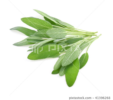 Sage herb isolated on white background 41396268