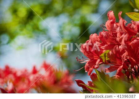 Vivid colorful orange azalea Vivid colorful orange azalea 41396387