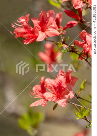 Vivid colorful orange azalea 41396392