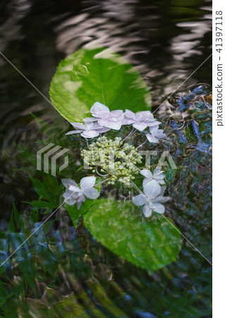 漂浮在水中的繡球花(垂直位置) 漂浮在水中的繡球花(垂直位置) 41397118