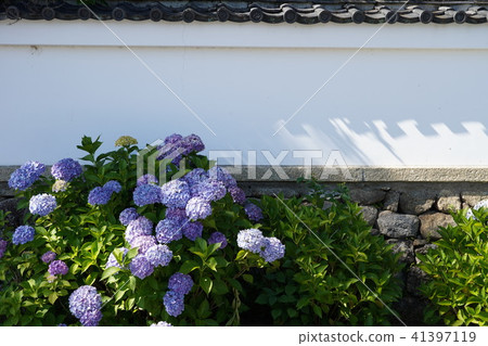 在白色牆壁上的八仙花屬 在白色牆壁上的八仙花屬 41397119