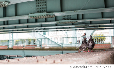 Pigeon's couple nest science natural ecology 41397357