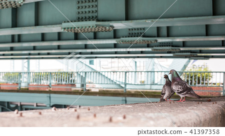 鴿子的夫婦築巢科學自然生態 鴿子的夫婦築巢科學自然生態 41397358