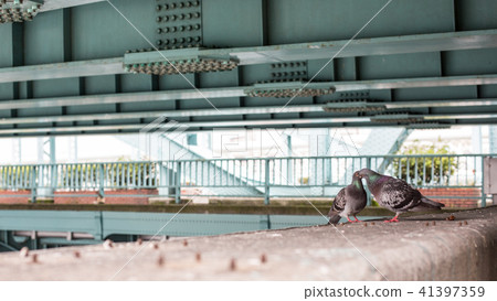 鴿子的夫婦築巢科學自然生態 41397359
