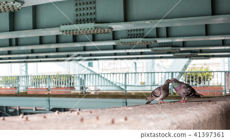 鴿子的夫婦築巢科學自然生態 41397361