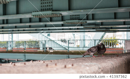 鴿子的夫婦築巢科學自然生態 鴿子的夫婦築巢科學自然生態 41397362